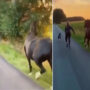 Viral video shows a woman skating with her dog and horse