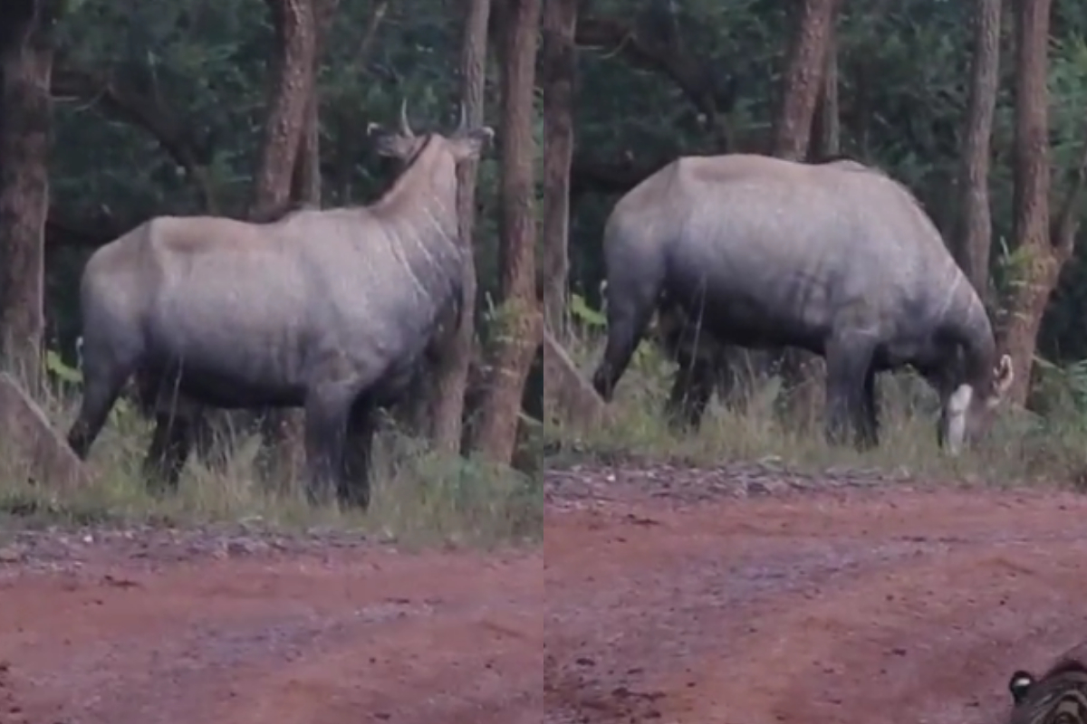 tiger hiding from prey
