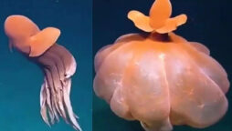 Octopus forms ‘Defensive Balloon’ video goes viral again, amazes internet
