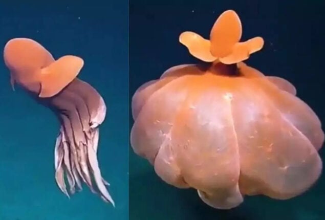 Octopus forms ‘Defensive Balloon’ video goes viral again, amazes internet