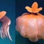 Octopus forms ‘Defensive Balloon’ video goes viral again, amazes internet