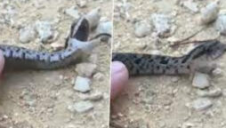 snake fake death