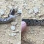 Viral: Internet goes crazy over fake death of a snake, called ‘drama queen’