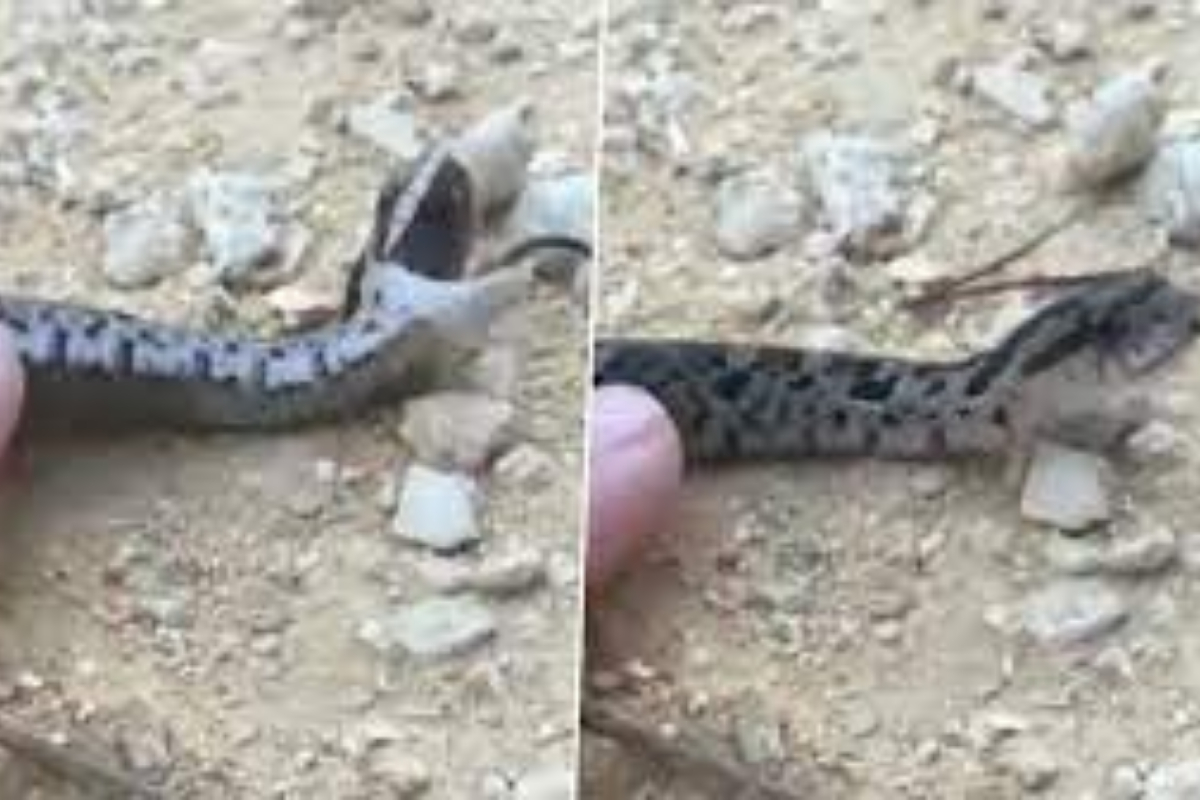 snake fake death
