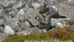 Optical illusion: Can you identify the bird within seven seconds?
