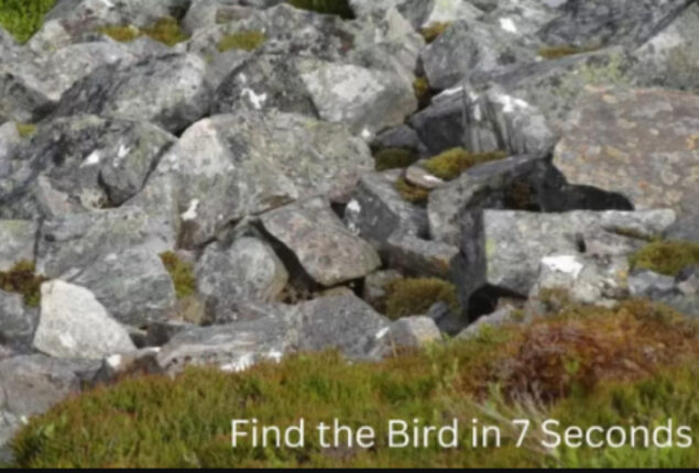 Optical illusion: Can you identify the bird within seven seconds?