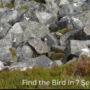 Optical illusion: Can you identify the bird within seven seconds?