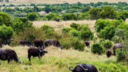 Optical Illusion: Find the rhino among the bisons