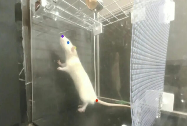 Watch: Rats like music and bop to the beat, says a study