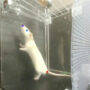 Watch: Rats like music and bop to the beat, says a study