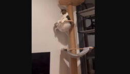 Funny video reveals this cat’s weekly routine. Relatable