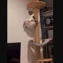Funny video reveals this cat’s weekly routine. Relatable