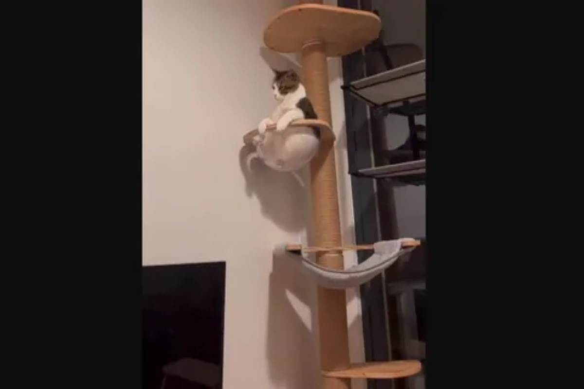 Funny video reveals