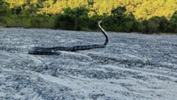 Forest Officer Tweets Snake Species Guessing Species: Viral