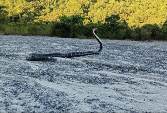 Forest Officer Tweets Snake Species Guessing Species: Viral