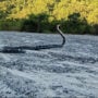 Forest Officer Tweets Snake Species Guessing Species: Viral