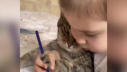“What A Patient Kitty” Girl Teaches Her Pet Cat to Colour: Video