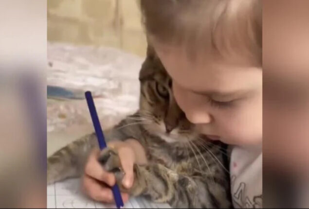 “What A Patient Kitty” Girl Teaches Her Pet Cat to Colour: Video