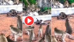Viral: Python attempts to eat monkey, other monkeys save him