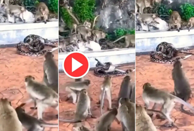 Python attempts to eat monkey