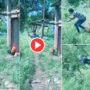 Viral Video: After Rooster Gets Angry, Man Runs Like a Chicken