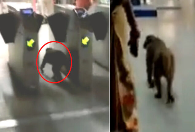 Viral video: Monkey sneaks into Delhi Metro station, passes security