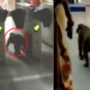 Viral video: Monkey sneaks into Delhi Metro station, passes security