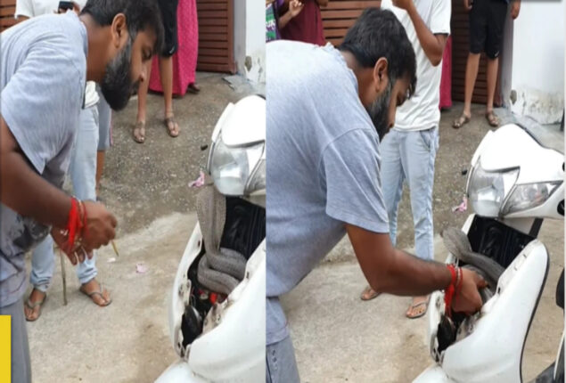 Man Catches Giant Cobra