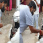 Watch: Man Catches Giant Cobra Inside Scooter With Bare Hands