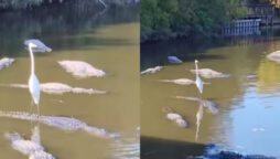 Ubergator? A video of a bird surfing on a crocodile has gone viral