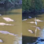 Ubergator? A video of a bird surfing on a crocodile has gone viral