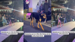 Dog steals 15 minutes of fame from beauty queens