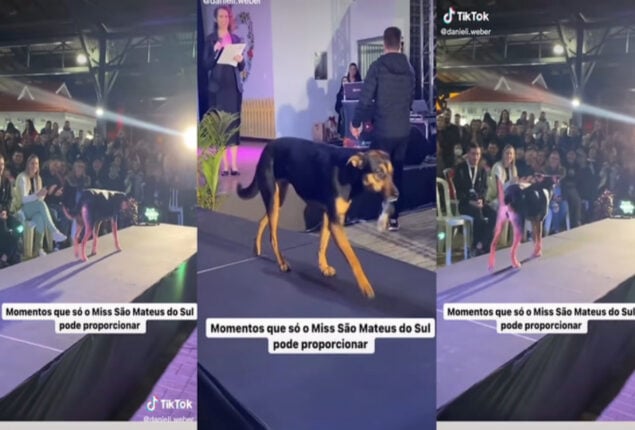 Dog steals 15 minutes of fame from beauty queens