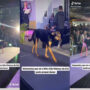 Dog steals 15 minutes of fame from beauty queens