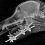 Two American bullies shred puppy’s jaw off in horrific dog assault