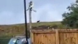 South Wales afraid of big cat spotting and chewing animal bones