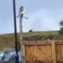 South Wales afraid of big cat spotting and chewing animal bones