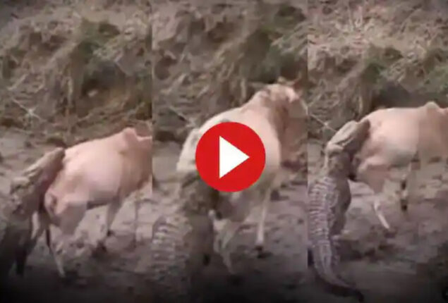 Viral Video: Watch Crocodile Attack Cow Drinking River Water