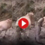 Viral Video: Watch Crocodile Attack Cow Drinking River Water
