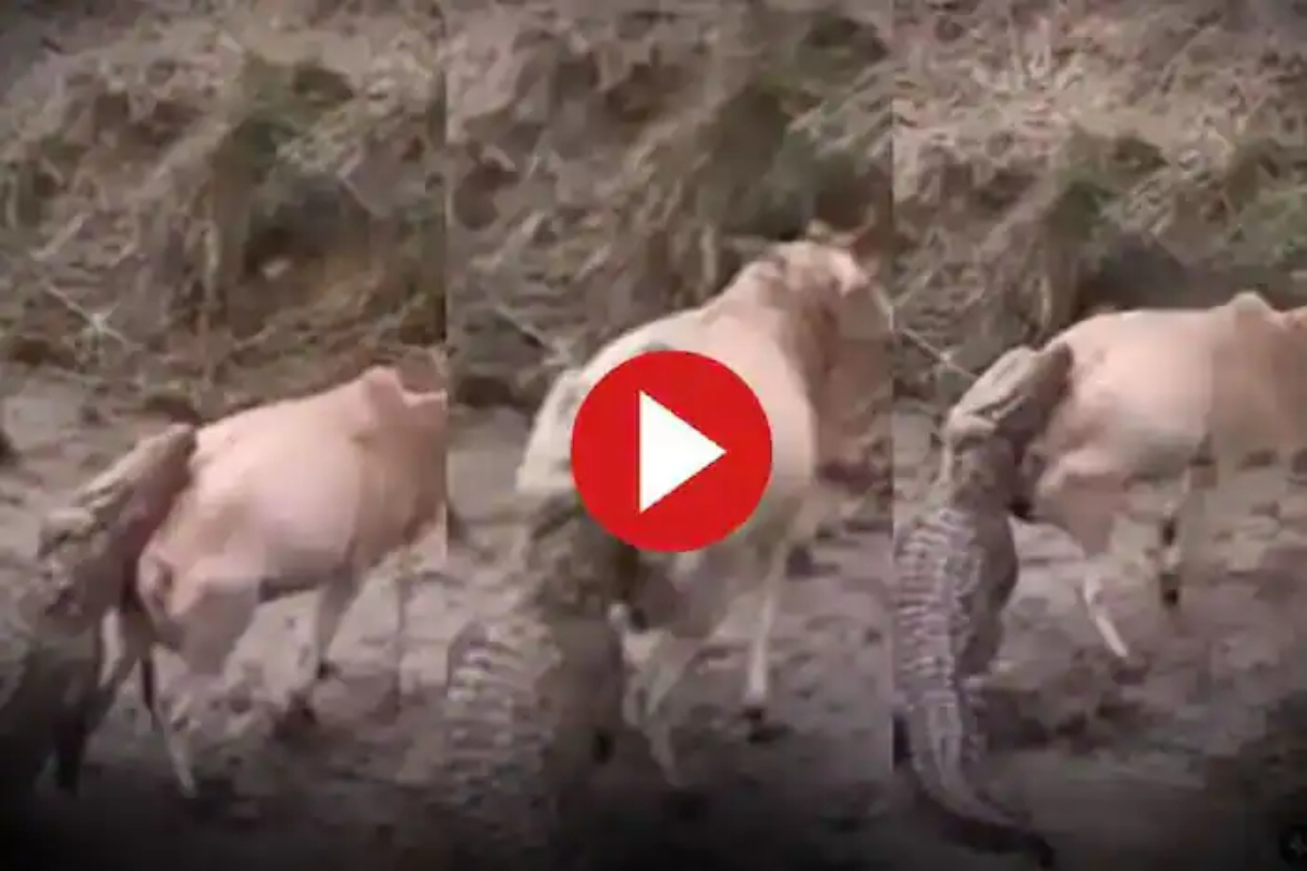 Crocodile Attack Cow