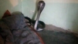 Video: Madhya Pradesh Man Runs From Cobra Hiding Inside Blanket