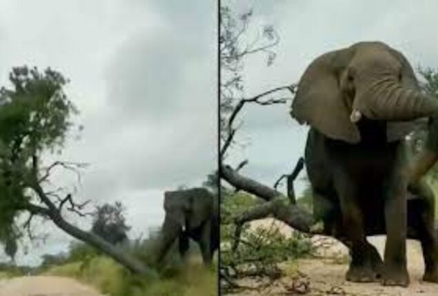 Elephant Knocks Down