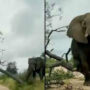 Viral Video: Elephant Knocks Down Tree To Scratch Its Itchy Back