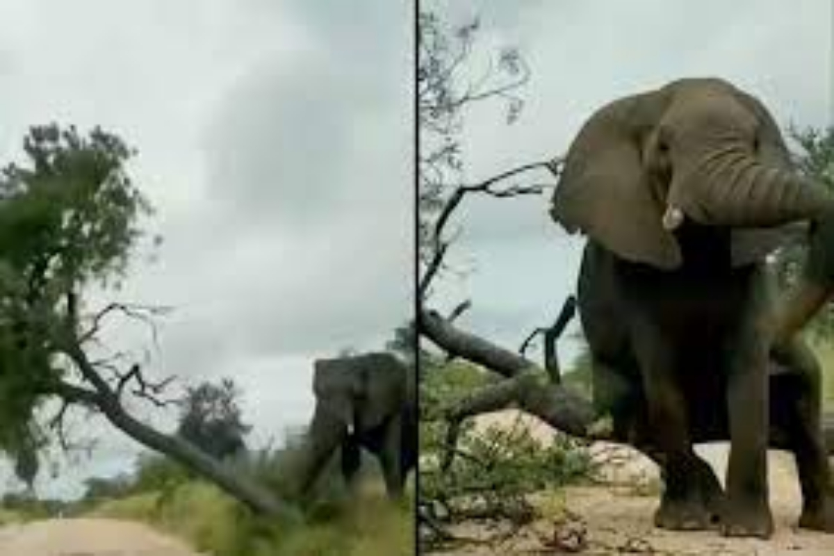 Elephant Knocks Down