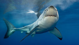 Great white shark attack on swimmer in front of horrified friend