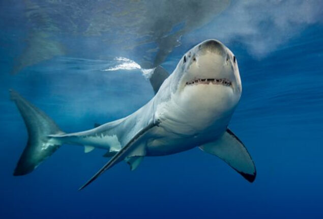 Great white shark attack on swimmer in front of horrified friend