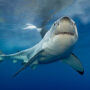 Great white shark attack on swimmer in front of horrified friend