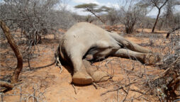 Kenyan drought kills hundreds of elephants, wildebeests, and zebras