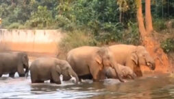 Elephants bathing together is too sweet to miss