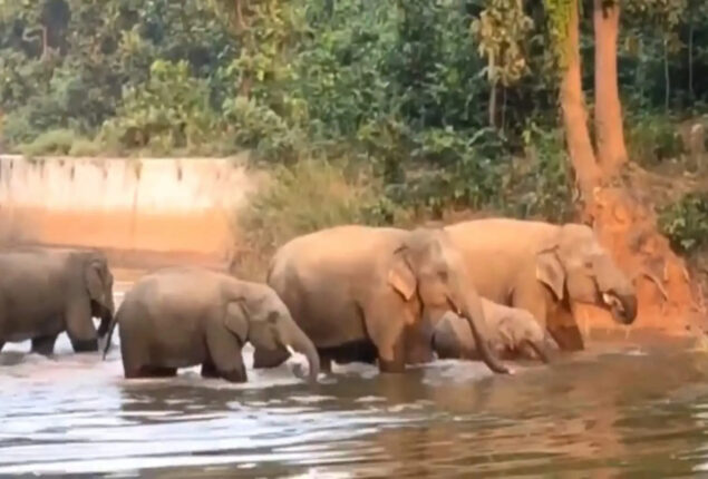 Elephants bathing
